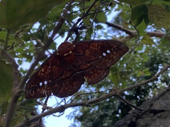 Procitheronia principalis