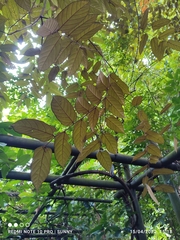 Pterospermum javanicum