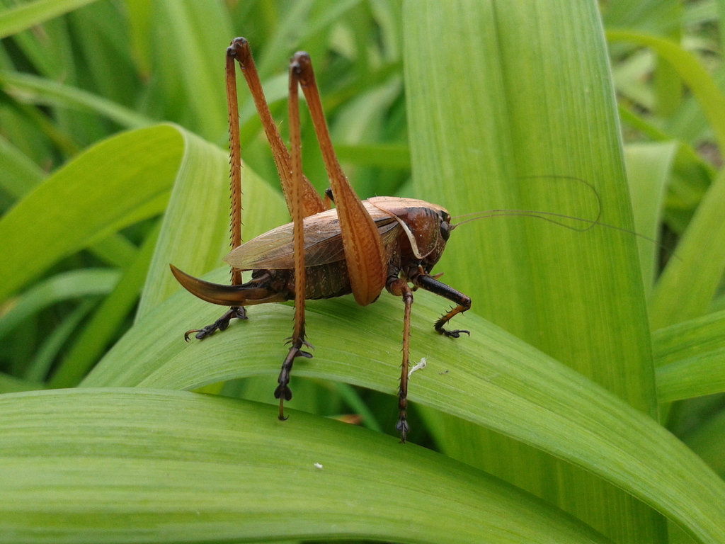 Eobiana engelhardti