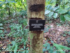 Pterospermum javanicum