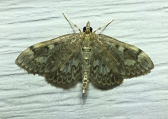 Anania tertialis
