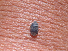 Ochetostethus