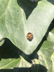 Harmonia axyridis