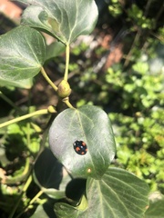 Harmonia axyridis