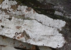 Phlyctis petraea