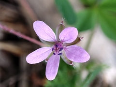 Erodium cicutarium