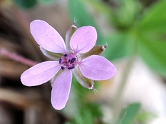Erodium cicutarium