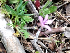 Erodium cicutarium