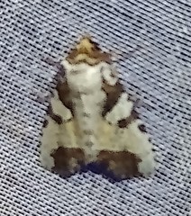Condica hippia