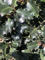 Ilex aquifolium