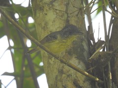 Dysithamnus stictothorax