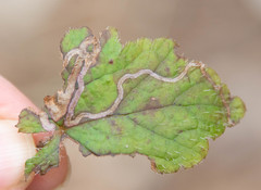 Phytomyza tigris
