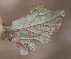 Phytomyza tigris