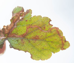 Phytomyza tigris