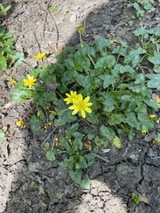 Ficaria verna