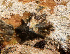 Scutellastra longicosta