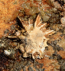 Scutellastra longicosta