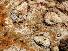 Scutellastra cochlear