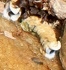 Spirobranchus kraussii image