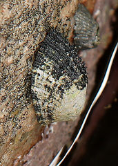 Helcion pectunculus