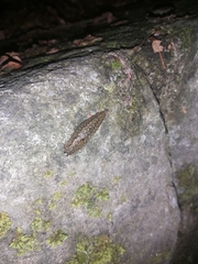 Geomalacus maculosus