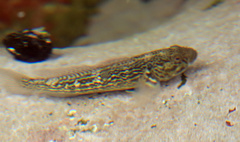Caffrogobius nudiceps