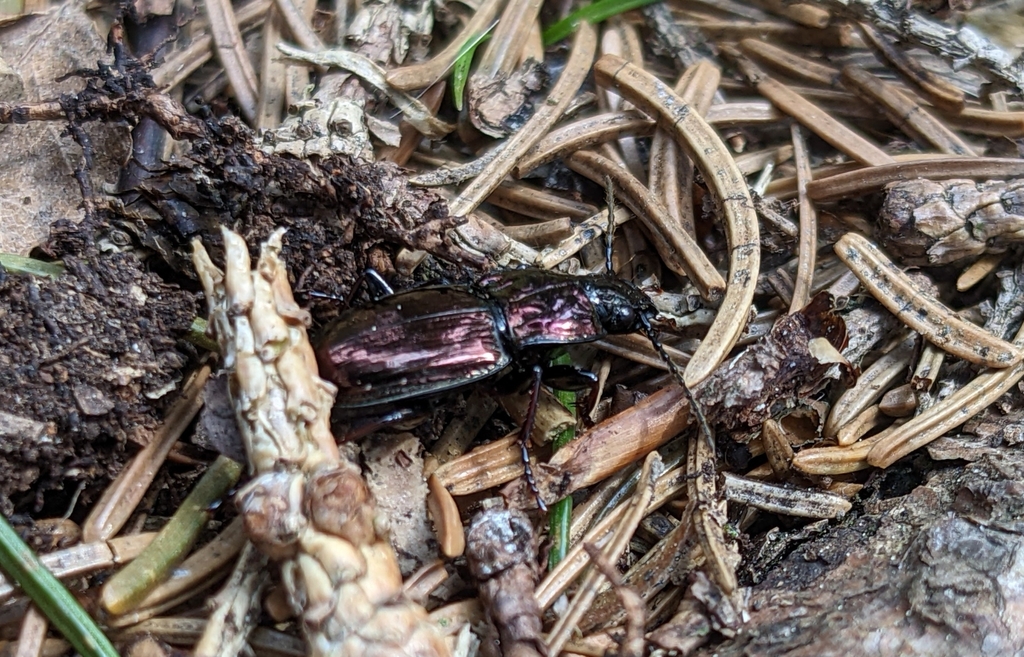 Pterostichus burmeisteri baldensis