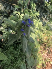 Pentaglottis sempervirens