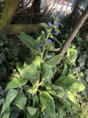 Pentaglottis sempervirens