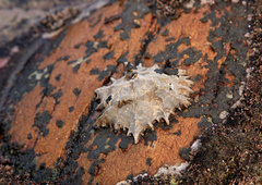 Scutellastra longicosta