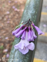 Jacaranda cuspidifolia