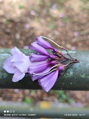 Jacaranda cuspidifolia