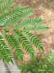 Jacaranda cuspidifolia