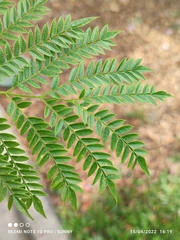 Jacaranda cuspidifolia