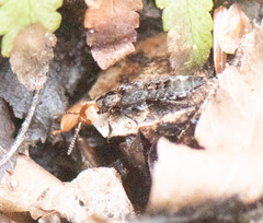 Dinothenarus capitatus