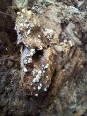Fungi