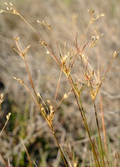 Juncus capensis