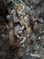 Fungi