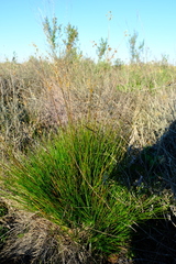 Juncus capensis