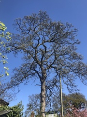 Quercus
