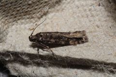 Glauce pectenalaeella