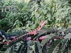 Enyalius bibronii