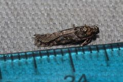 Glauce pectenalaeella