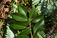 Quercus chungii