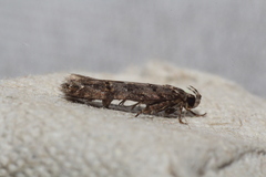 Glauce pectenalaeella