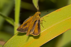 Parnara amalia