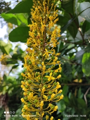 Lophanthera lactescens