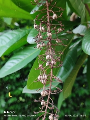 Lophanthera lactescens