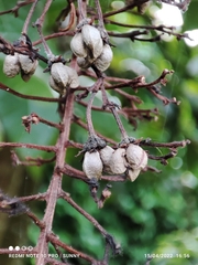 Lophanthera lactescens