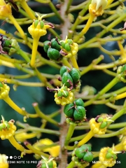 Lophanthera lactescens